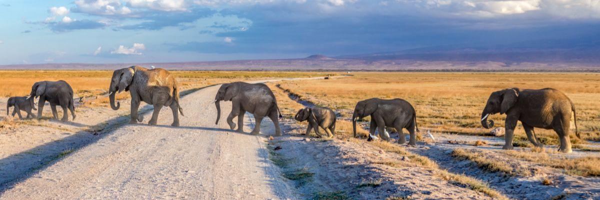 Small Group Tour to Africa - Save up To $900 Per Couple